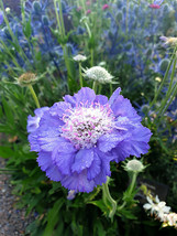 50 Seeds Scabiosa caucasica &#39;Fama Deep Blue&#39; Flower Seeds - £6.25 GBP