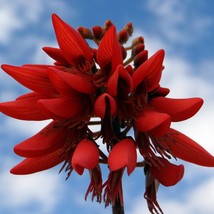 New Seeds 5 Tropical Seeds Indian Coral Bean Pangri Plant Erythrina Indica - £16.86 GBP