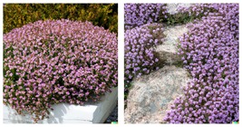 Creeping Thyme Seeds: Perennial Purple Groundcover 10000 Seeds - £15.21 GBP