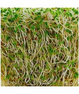 Organic Alfalfa Sprouting Seed, NON GMO -12 Oz -Country Creek LLC Brand ... - £15.81 GBP