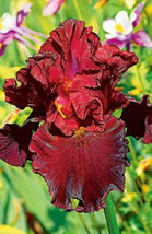 25 Iris Flower Dark Red Maroon Seeds Garden Plants - £10.98 GBP