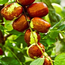 New Seeds 10 seeds of Jujube Fruit Tree Edible USA Seller - £21.06 GBP