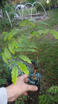 Wisteria floribunda Macrobotrys 6-12 inches tall Rare item - £32.69 GBP