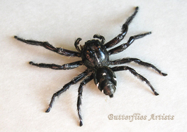 Real Jumping Spider Hyllus Diardi Entomology Collectible Museum Quality Display - $48.99