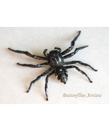 Hyllus Diardi Real Jumping Spider Framed Entomology Museum Quality Shado... - £39.83 GBP