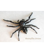 Hyllus Diardi Real Jumping Spider Framed Entomology Museum Quality Shado... - $70.15 CAD