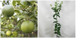Thornless Mexican Key Lime Tree - 26-30&quot; - Live Citrus Plant - Gallon Pot - H0 - £101.33 GBP