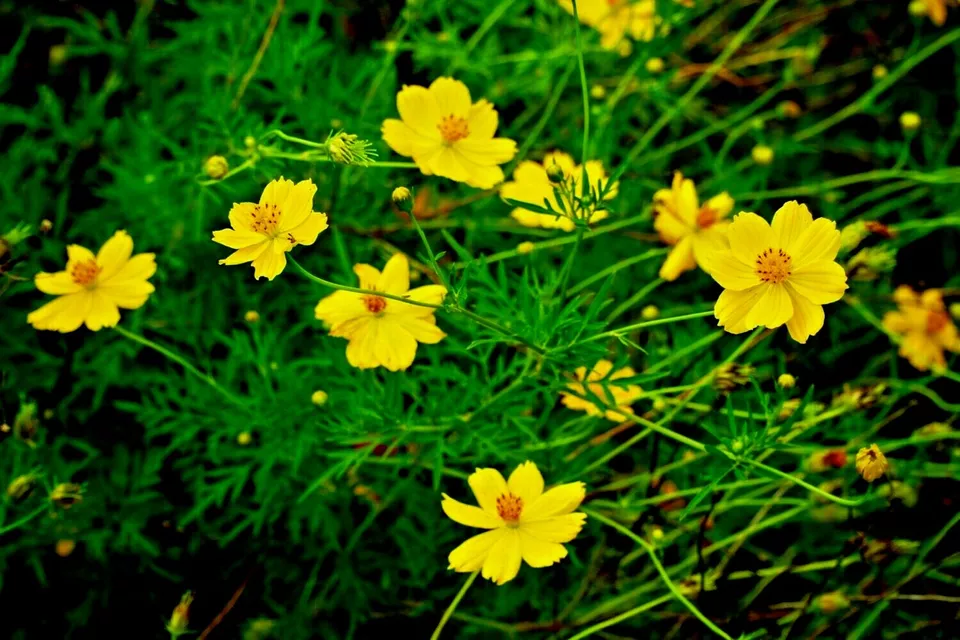 1 oz DWARF YELLOW LEMON COSMOS Flower Seeds Item image 3