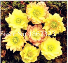 100  pcs/Bag Unique Mixed Colors Japanese Bonsai Potted,Helleborus Flower Plants - £3.98 GBP