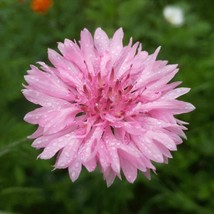 Cornflower Tall Pink 100 Seeds Free Shipping - $75.58 MXN