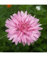 Cornflower Tall Pink 100 Seeds Free Shipping - $76.02 MXN