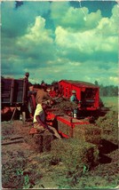 Vtg Postcard Plastichrome - Peanut Harvest Near Tallahassee FL Florida Unused - £7.77 GBP