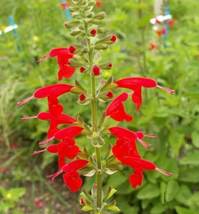 Shipped From Us 600 Scarlet Sage Salvia Coccinea Seeds, ZG09 - £14.72 GBP