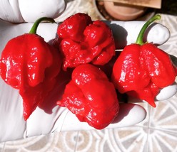 Carolina Reaper pepper seeds , Carolina Reaper Red, the hottest pepper seeds - £2.33 GBP