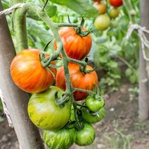 Organic Kozula 25 Tomato Seeds - 5 Exotic Polish Variety, Easy to Grow, ... - £5.54 GBP