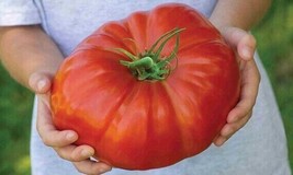 120 Vintage Wine Striped Tomato Seeds Beefsteak Heirloom Huge 1 Lb RareFrom US  - $8.35