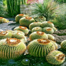 HT 25 Golden Barrel Ball Cactus Seeds Echinocactus Grusonii Flowering Ca... - $14.12