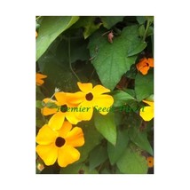 Premier Seeds Direct Thb01F Thunbergia Black Eye Susan Alata Mix Seeds (... - $133.25 MXN