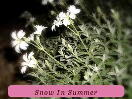 5868 snow in summer pop thumb200