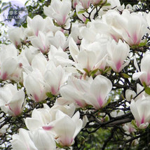 Yulan Magnolia Tree Seeds 10 Seeds Yellow White Pink Light Pink Showy Fr... - $9.89