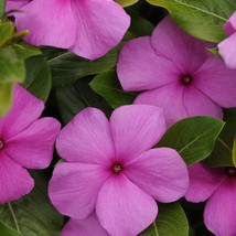 Periwinkle Lilac Vinca Garden Flower Plant Seeds 50 Seeds USA Fast Shipping - £13.19 GBP