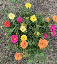 Free Shipping 100 Seeds Portulaca Moss Rose Mix Edible Flower - £10.99 GBP