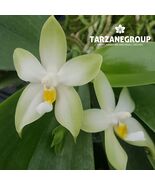 PHALAENOPSIS BELLINA F. ALBA SMALL ORCHID POTTED - $65.00