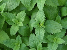 500 Lemon Balm Seeds (Melissa Officinalis) Nongmo Variety From US - £6.77 GBP