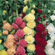 Alcea Chaters Mix Hollyhock Seeds Fresh Seeds Fast Shipping - £14.06 GBP