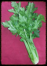 Sale 2000 Seeds Cutting Leaf Celery Apium Graveolens European Chinese Herb USA - £7.91 GBP