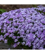 100 Blue Emerald Creeping Phlox Seeds, Ground Cover Flower for Garden - $18.99