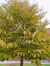 20 Basswood American Linden Seeds Tilia Americana USA Fast Shipping - £11.91 GBP