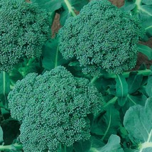 Calabrese Broccoli Seeds Cruciferous Fresh Fast Shipping - $3.98