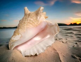 7&quot; Queen Conch Sea Shell Natural Beach Seashell Ocean Decor *READ DESCRI... - $19.80