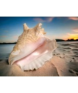 7&quot; Queen Conch Sea Shell Natural Beach Seashell Ocean Decor *READ DESCRI... - $19.80