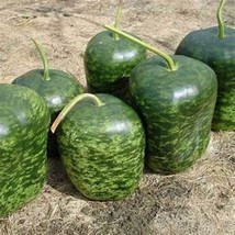 Apple Ground Seeds Perfect For Making Bird House New Fresh US Shipping - $4.80