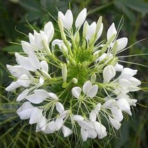 Fresh 100 White Queen Cleome Seeds  - $5.79
