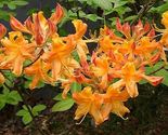 TIPSY TANGERINE Aromi Azalea Rhododendron Deciduous Starter Plant - £30.40 GBP