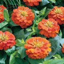 Garden Store 100 Short Stuff Orange Zinnia Seeds FROM USA  - £7.42 GBP