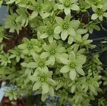 Hot Selling Gimax Clematis Flower, 100 Seeds D - £11.27 GBP