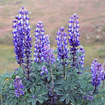 California Wildflower Arroyo Lupine 25 Seeds - £6.26 GBP
