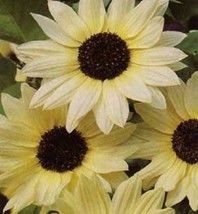 50 Vanilla Ice Sunflower Two Tone Light Yellow Helianthus Annuus Flower Seeds Ga - $10.60