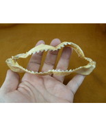 (sj470-207) 5&quot; Tiger SHARK jaw I love sharks jaws teeth taxidermy educat... - $63.92 CAD