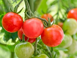 50Seeds Organig Giant Meety Round Red Sweet Cherry Tomato Fresh Season, ... - £6.00 GBP