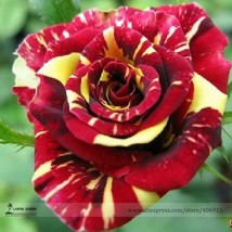 Fast Ship USA Seller Beautiful Meteor Shower Rose Seeds 50 Seeds Light Fragrant - £11.15 GBP