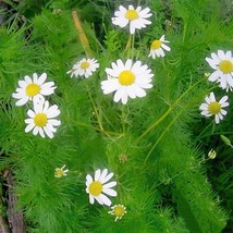 BPA 1500 German Chamomile Seeds Non Gmo Heirloom Germination Rate 53% From US - £7.06 GBP