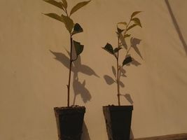 2 Weeping Cherry Trees 2.5" pot image 4