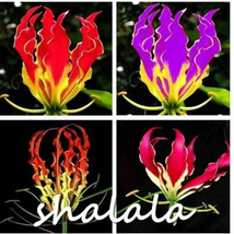 100 Seeds Gloriosa Superba Seeds Not Bulbs Glory Lily Flame Lily Flower Mixed 4  - $9.81