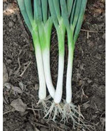 ONION, TOKYO LONG WHITE,  HEIRLOOM, ORGANIC 25+ SEEDS, GREAT IN SALADS&amp; ... - £0.78 GBP