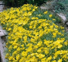 200 Missouri Dwarf Evening Primrose Flower Seeds Drought Cold Heat Tolerant Flow - £7.88 GBP